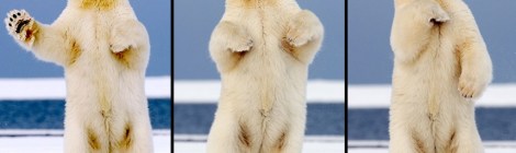 Несколько па. Танцующий медведь на Аляске. (Фото Steven Kazlowski):