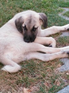 Животные парка, которых подкармливает муниципалитет