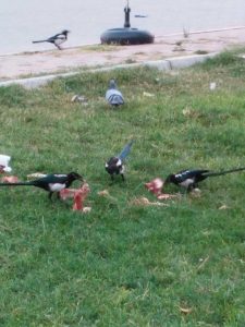 Птицы глодают кости. Почти как собаки.