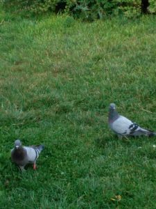 Анкара, в предрассветном парке тихо